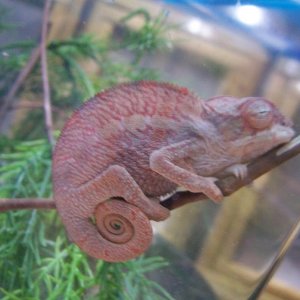 Baby Ankaramy Pink Panther Chameleon
