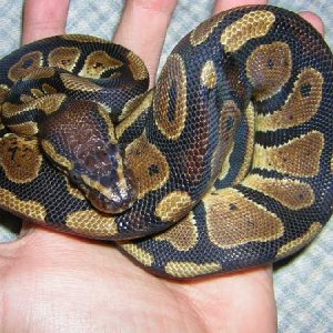 my ball python, digby