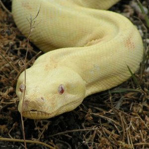 Aurora's slither 4