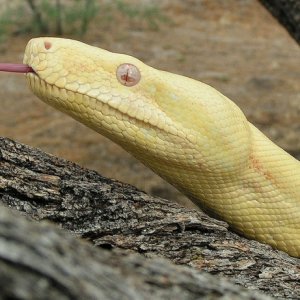Aurora's slither 5