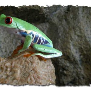 Kermit On Fountain