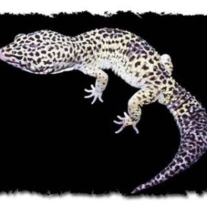 Gex