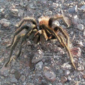 Tarantula 1