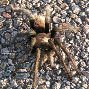 Tarantula 2