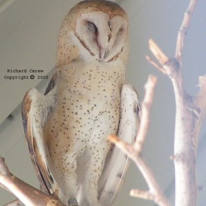 Recovering Barn Owl