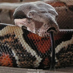 Babies tongue shot