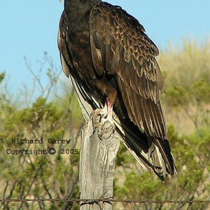 Turkey Vulture