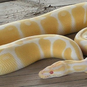 Luis's Albino Ball Python