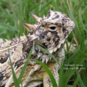 Texas Horned lizard