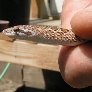 Glossy Snake