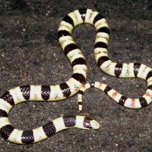 Tuscon Shovelnose snake