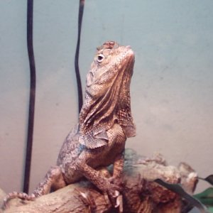 Norbi the Frilled Dragon