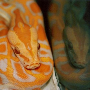 Burmese hatchling