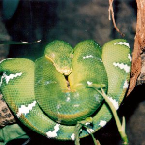 Emerald tree boa