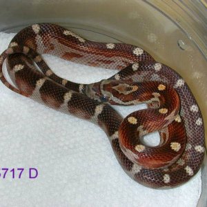motley and banded/milk phase