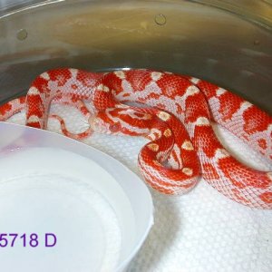 amel banded/milk phase motley