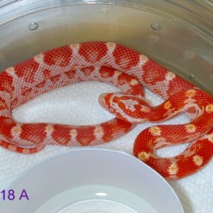 amel banded/milk phase motley
