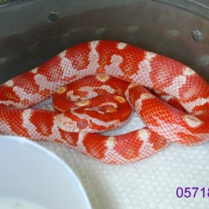 amel banded/milk phase motley
