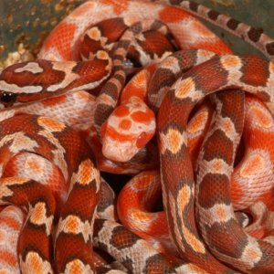 Amelanistic Hypo Okeetee