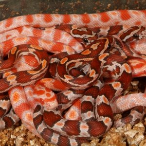 Amelanistic Hypo Okeetee