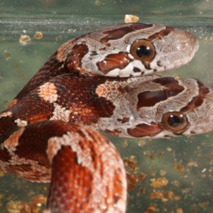 Two headed Blood Red corn