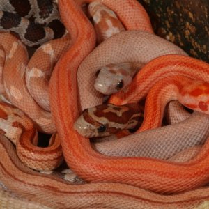 Patternless Lavender Corn