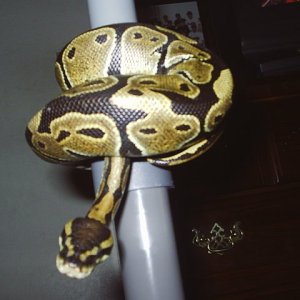 Montezuma