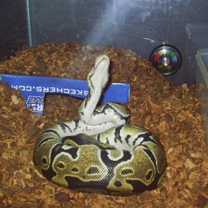 montezuma 2