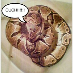 first feed