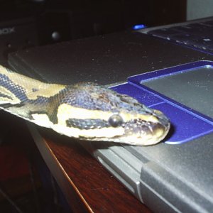 minutes before shedding