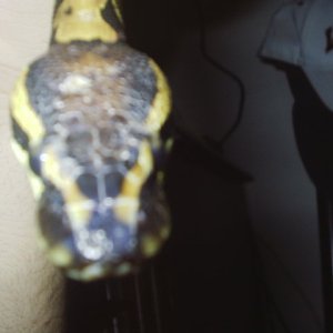 monte. head