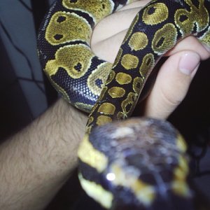 doesnt slither right for the picture