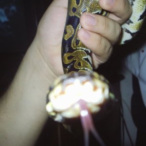 look at my tongue