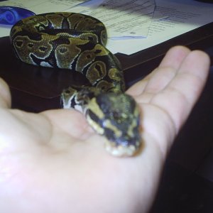 my hand