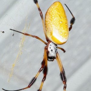 Golden Orb Spider