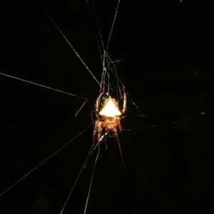 Glow in the dark spider
