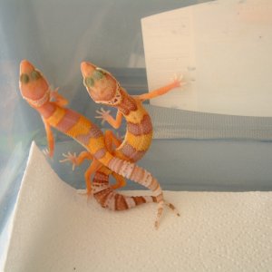 2005 LV hatchlings