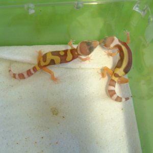 2005 LV Hatchlings