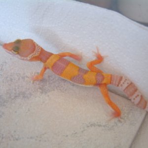 2005 LV hatchling