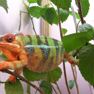 "Tessai"  Part of our breeding colony