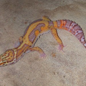 Strider, Bell Stripish Jungle