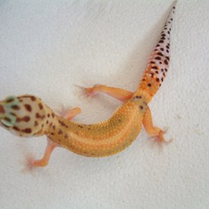 2005 Hypo Tang dorsal stripe