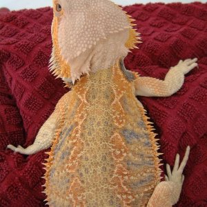 AJ 2004 Male