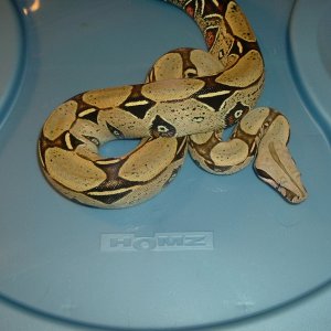 Peruvian Male