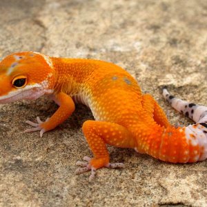 Tangerine Tornado teaf6 Male 1 photo courtesy Urban Gecko