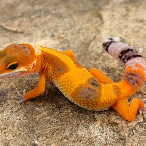 Tangerine Tornado tsea3 Female  photo courtesy Urban Gecko