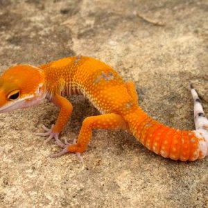Tangerine Tornado tl1g2 Male 2 photo courtesy Urban Gecko
