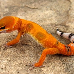 Tangerine Tornado tecd8 Female 1 photo courtesy Urban Gecko