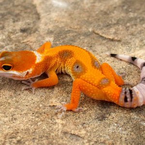 Tangerine Tornado teeb5 Female 3 photo courtesy Urban Gecko