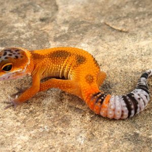 Tangerine Tornado tehld2 Female 6 photo courtesy Urban Gecko